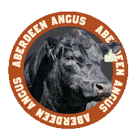 AssociacaoBrasileiradeAngus boi carne angus aberdeen Sticker