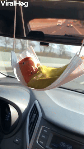 Parrot Chills Out in Face Mask Hammock 