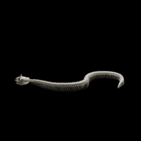 libeskindarts giphyupload snake viper hieroglyphics GIF