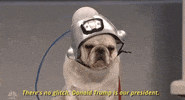 dog snl GIF by Saturday Night Live