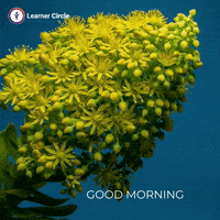Happy Flower GIF by Learner Circle