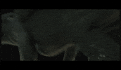 Run Running GIF by How To Train Your Dragon