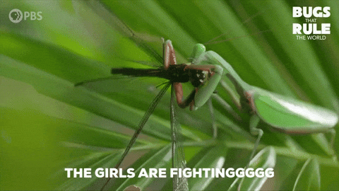 Praying Mantis Fighting GIF by PBS