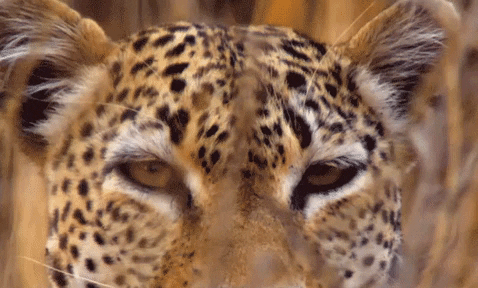 VicVik giphyupload GIF