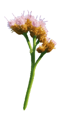 Pink Flower Sticker