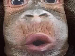 Video gif. Close up on a baby monkey’s face that looks like it’s cooing. The camera moves up and reveals that the monkey’s face is actually on a man’s shirt, and the man is copying the monkey’s pursed lip expression.