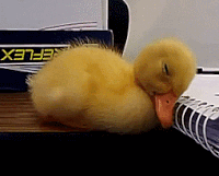 duck no GIF