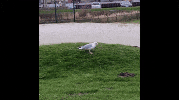 Tanzende MΓΆwe - Dancing Seagull