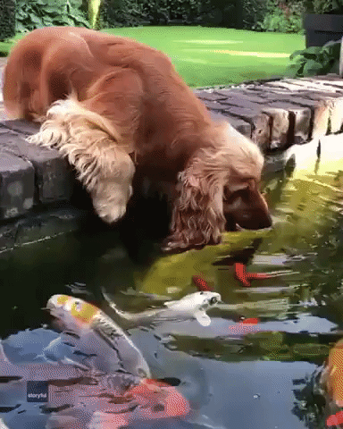 All in the Family: Dutch Cocker Spaniel 'Kisses' His Owner's Fish