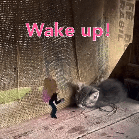 Parishilton GIF by Flickplay