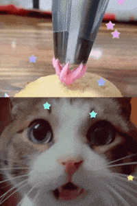 Cute Cat GIF by Furrend