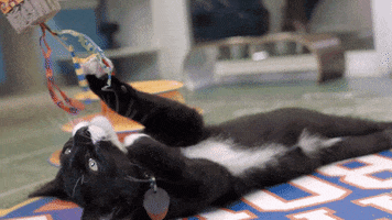 countdown to valentine's day cat bowl GIF by Hallmark Channel