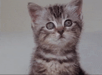 Watching Short Film GIF by Arrow Academy