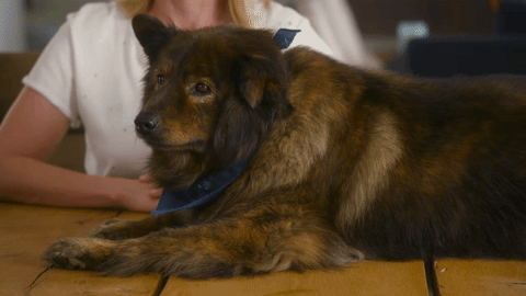 dog wink GIF by Chelsea Handler