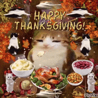 Thanksgiving Day Cat GIF by Respective