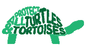 Turtles Sticker by World Turtle Day