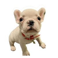 vetclinic nacho vetclinic nacope janavet Sticker