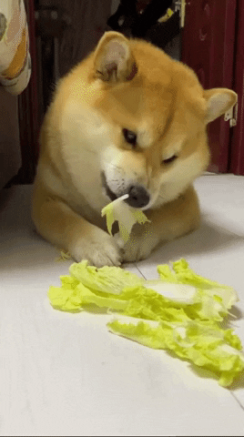 cuteanimalland giphyupload GIF