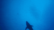 Shadow Legend Of Deep Blue GIF by Shark Week