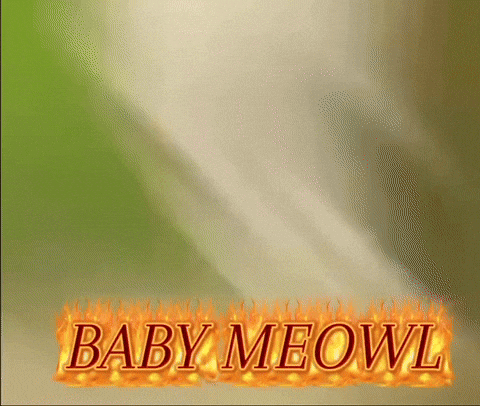Meowl GIF