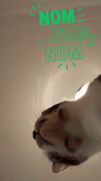 Cat Nom GIF