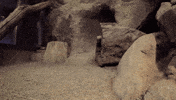 sandiegozoo cat animals nature cats GIF