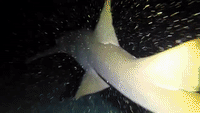 Hundreds of Sharks Travel Through Dark Underwater World