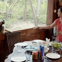 Floortje Naar Het Einde Van De Wereld Jungle GIF by BNNVARA