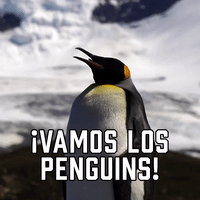 ¡Vamos Los Penguins!