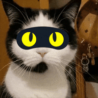 Cat Bitcoin GIF