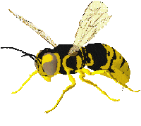 Bee Ny Sticker