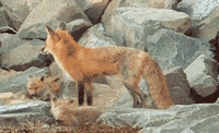 fox GIF
