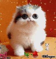 happy cat GIF