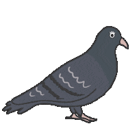 Bird Pigeon Sticker