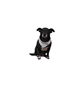 Rocky Sticker by REMAX Gold Goast