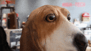 dog halloween GIF by NewQuest