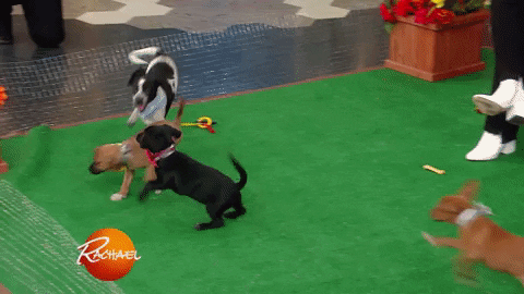 happy dog GIF by Rachael Ray Show