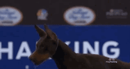 national dog show 2018 GIF by NBC