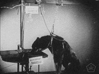 black and white vintage GIF by Okkult Motion Pictures