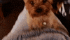 Dog Bear GIF by Jess