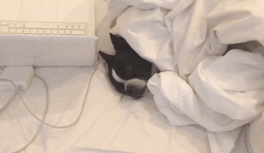Video gif. Boston terrier appears to be sleeping on bed under white blankets, then opens his eyes and looks up at us.