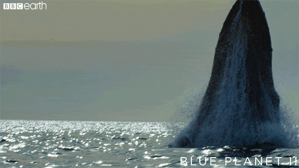 blue planet jump GIF by BBC Earth