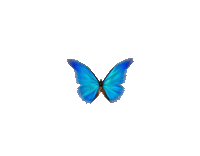 bluemorpholash blue morpho lash bluemorpholash Sticker