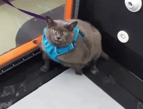 seanvosq cat working out good work treadmill GIF