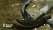 jumping leaping blenny GIF by Monterey Bay Aquarium