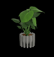 MuyBonito plants plantas monstera bonito GIF
