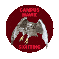 Msu Hawk Sticker by Missouri State University