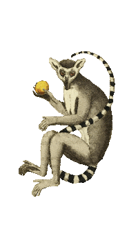 Orange Monkey Sticker