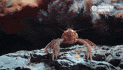 red crab GIF by Monterey Bay Aquarium