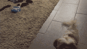 boxer shi GIF